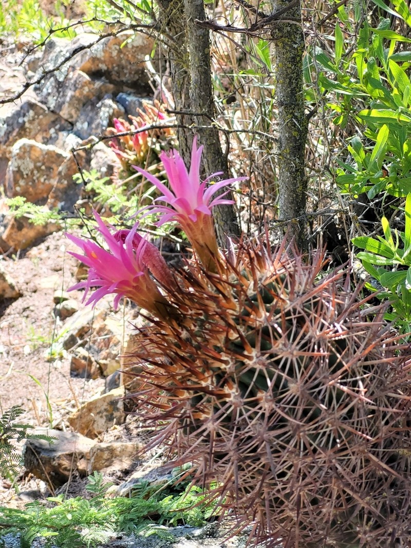 Eriosyce castanea photo 3