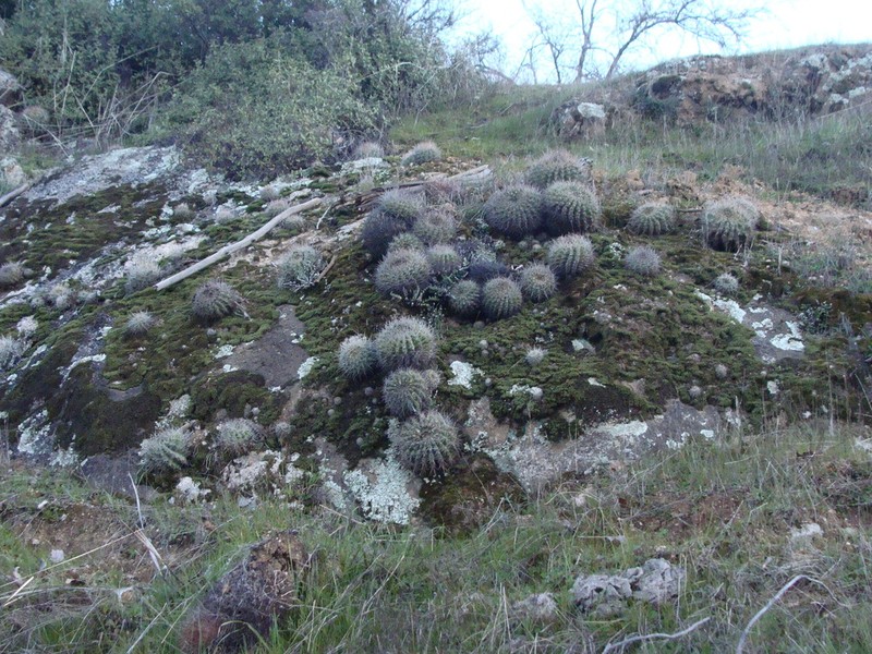 Eriosyce castanea photo 4