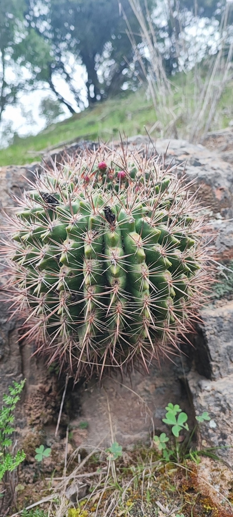 Eriosyce castanea photo 5