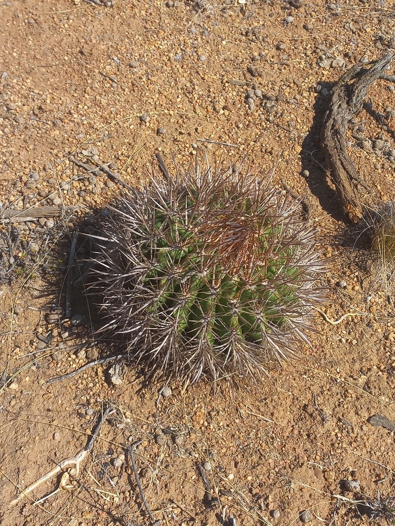 Eriosyce castanea photo 6