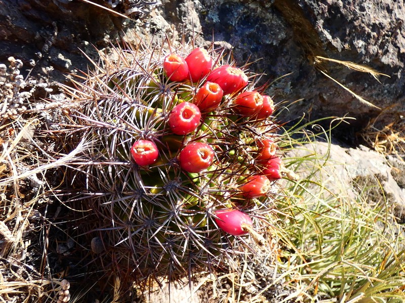 Eriosyce castanea photo 7