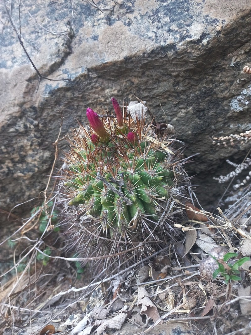 Eriosyce castanea photo 8