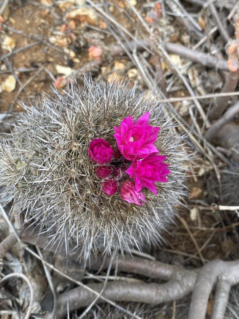 Eriosyce chilensis var. chilensis