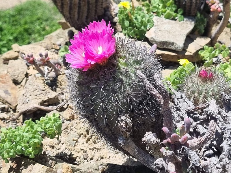 Eriosyce chilensis var. chilensis photo 2