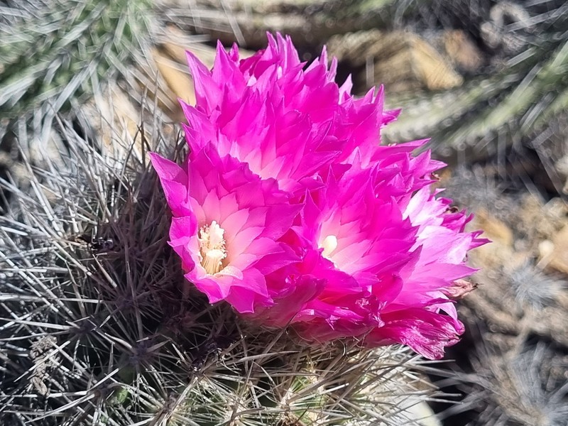 Eriosyce chilensis var. chilensis photo 3