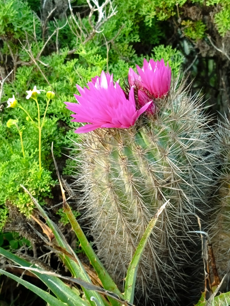 Eriosyce chilensis var. chilensis photo 4