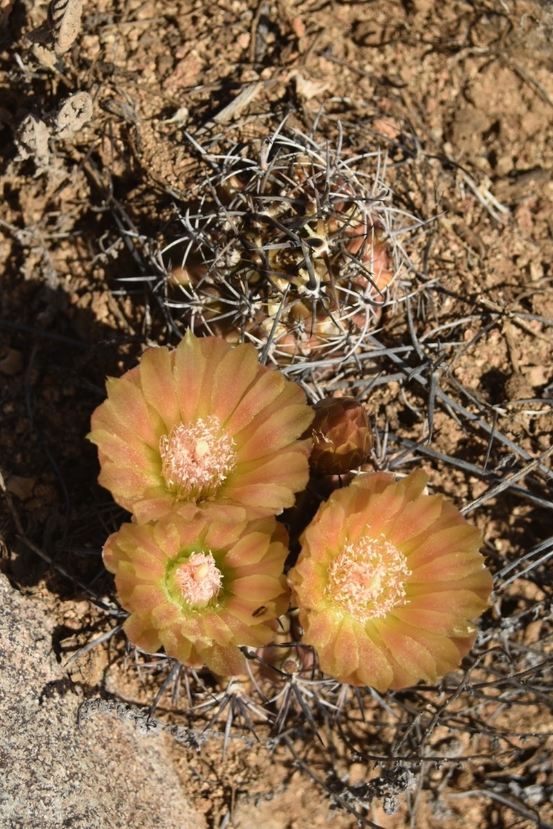 Eriosyce choapensis