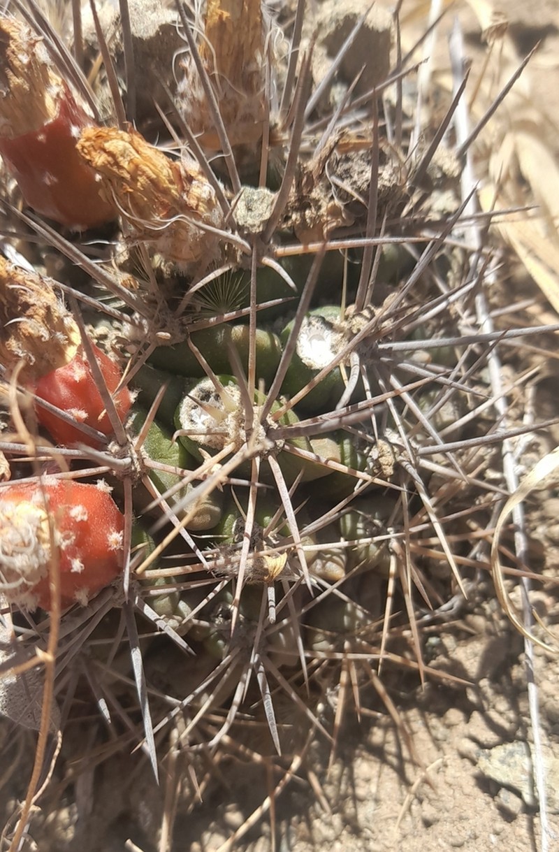 Eriosyce choapensis photo 2