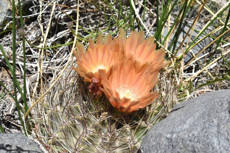 Eriosyce choapensis photo 3