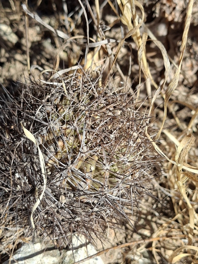 Eriosyce choapensis photo 4