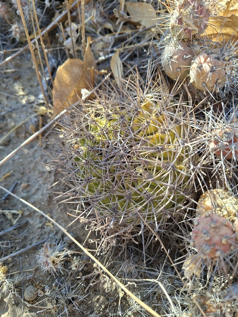 Eriosyce choapensis photo 5