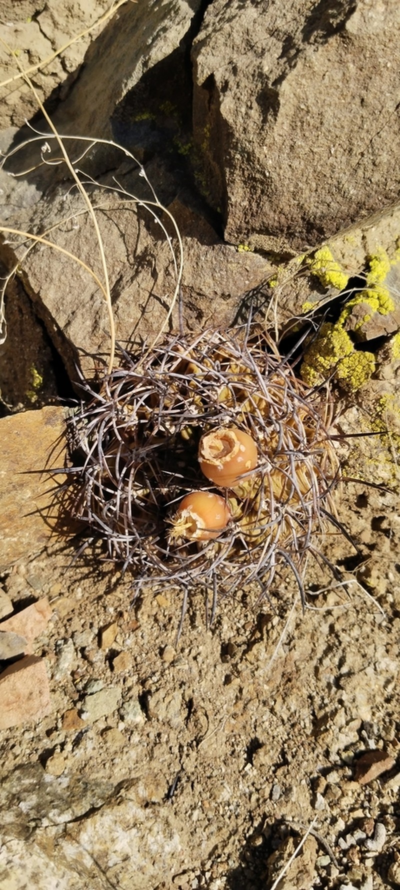 Eriosyce choapensis photo 6