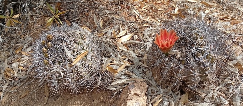 Eriosyce choapensis photo 7