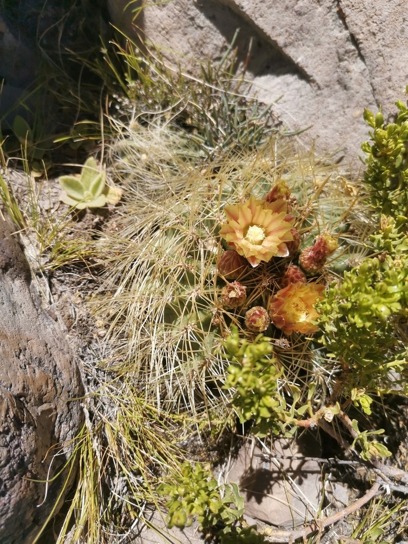 Eriosyce choapensis photo 8