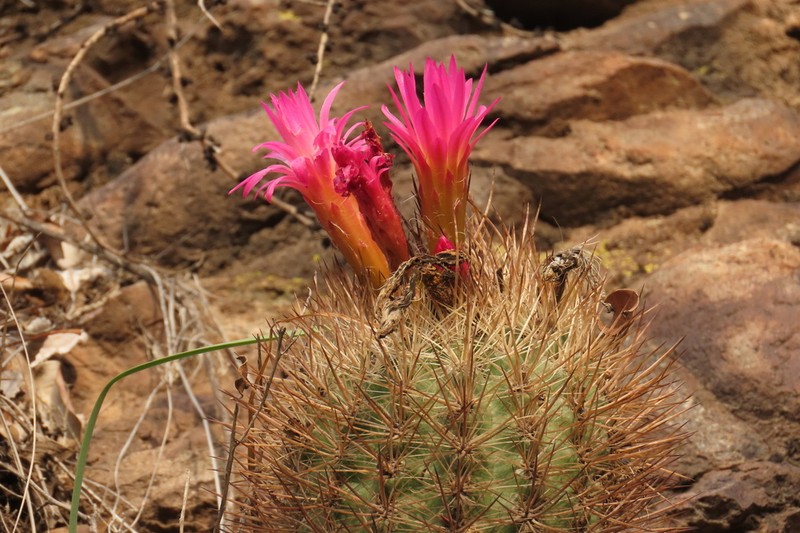 Eriosyce coimasensis photo 2