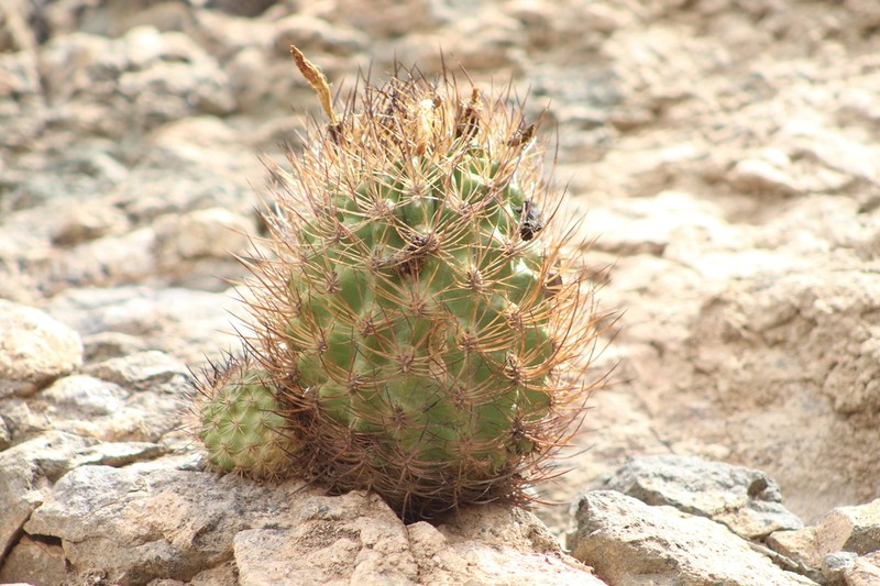 Eriosyce coimasensis photo 6