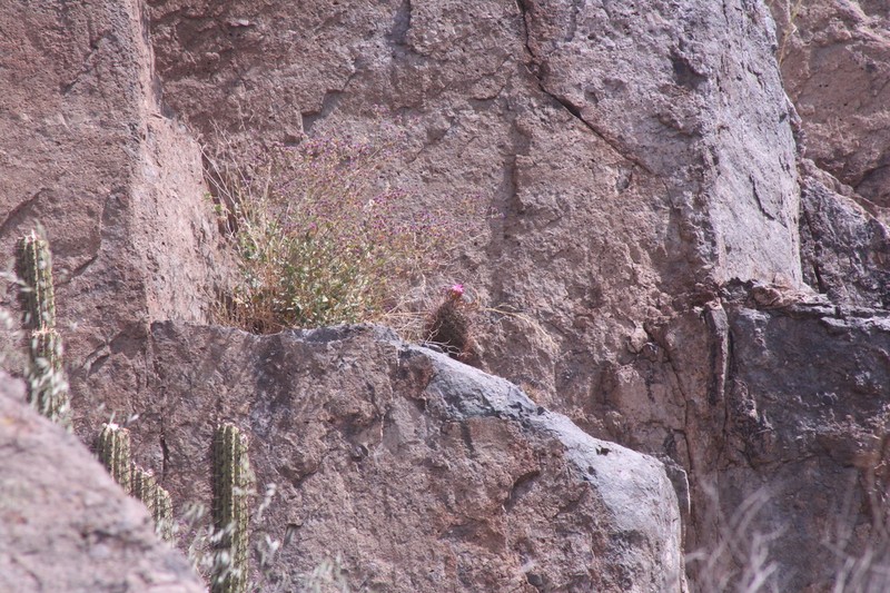 Eriosyce coimasensis photo 7