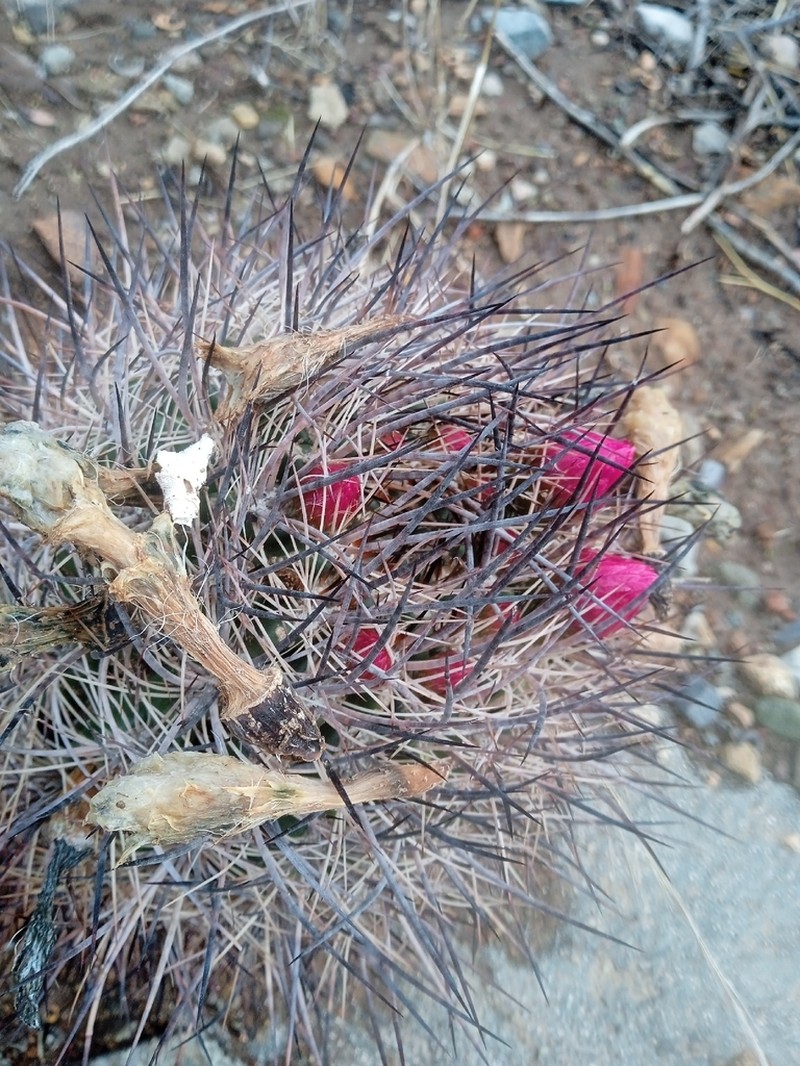 Eriosyce coimasensis photo 8