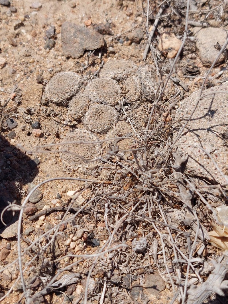 Eriosyce duripulpa