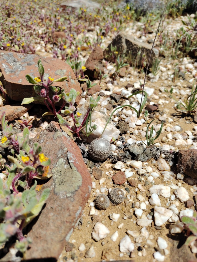 Eriosyce duripulpa photo 5