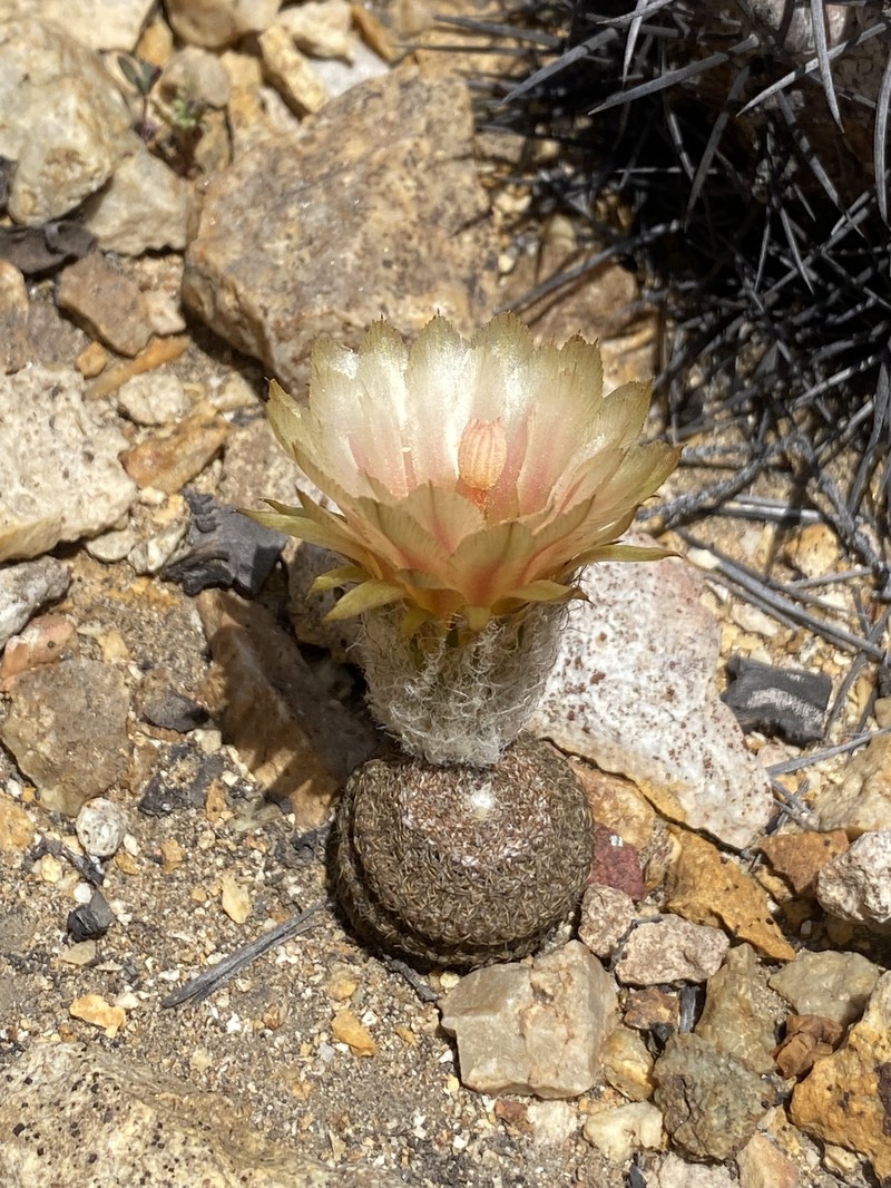Eriosyce duripulpa photo 7