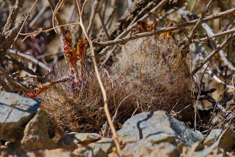 Eriosyce elquiensis photo 2