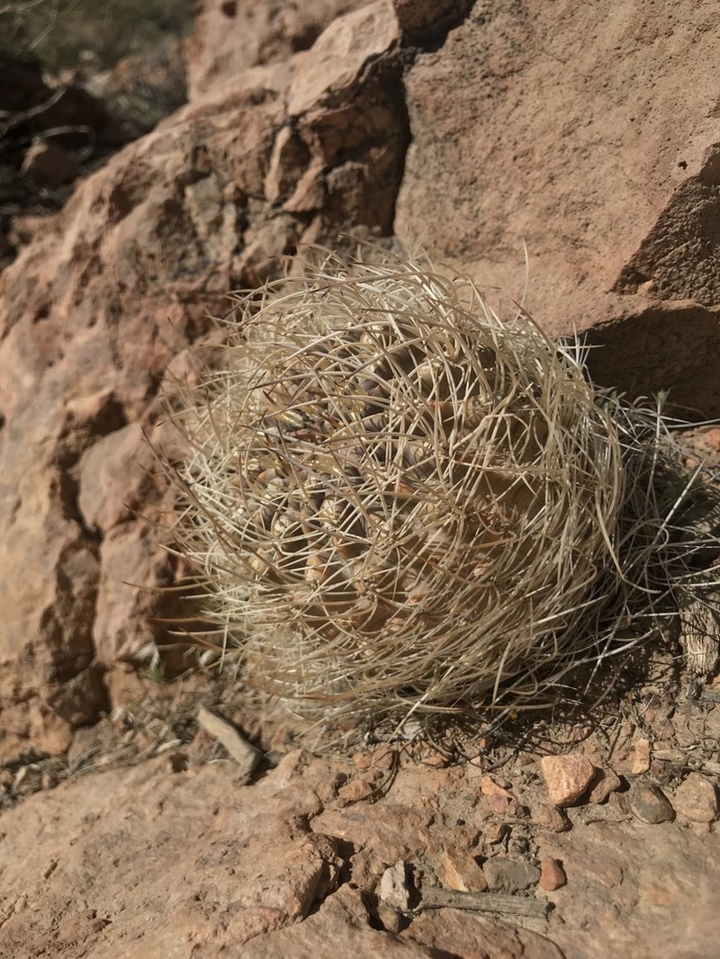 Eriosyce elquiensis photo 3