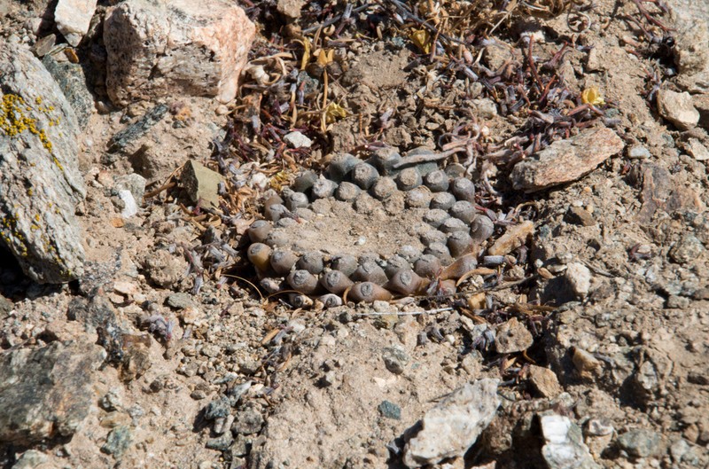 Eriosyce fankhauseri photo 3