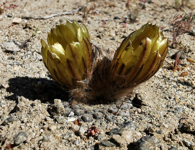 Eriosyce fankhauseri