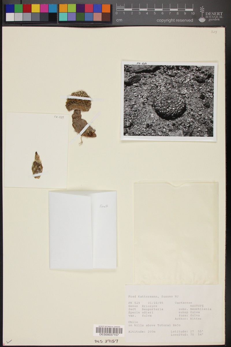 Eriosyce fulva photo 2