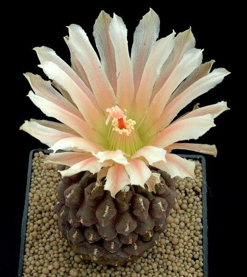 Eriosyce fulva