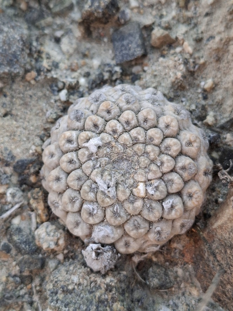 Eriosyce glabrescens