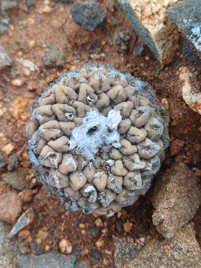 Eriosyce glabrescens photo 2