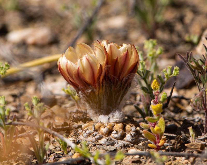 Eriosyce glabrescens photo 3