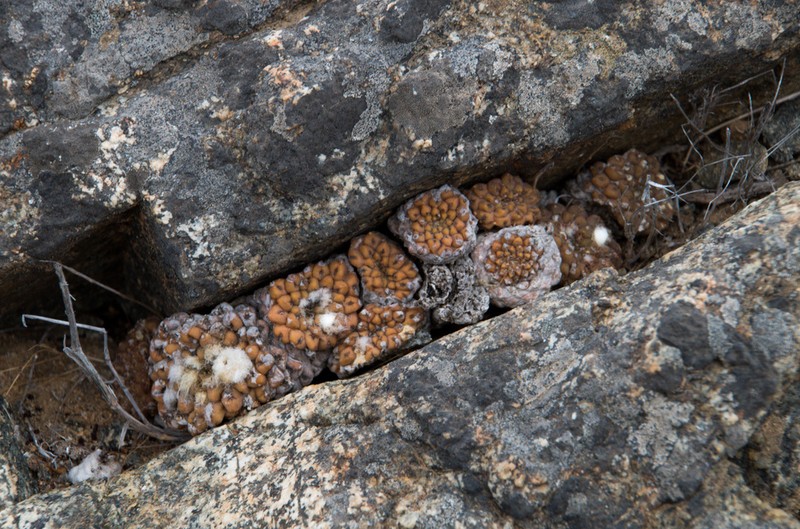 Eriosyce glabrescens photo 4