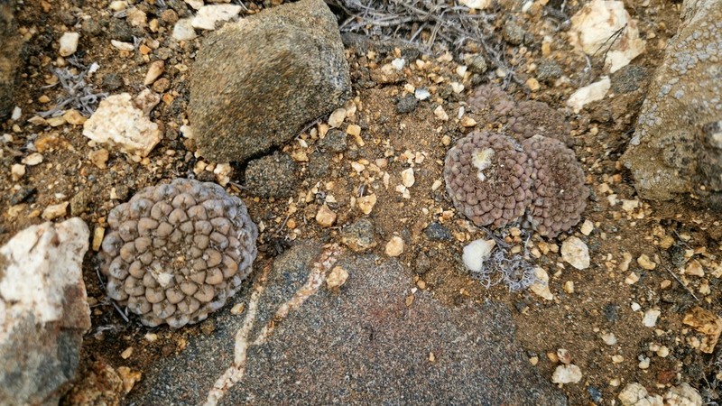 Eriosyce glabrescens photo 5