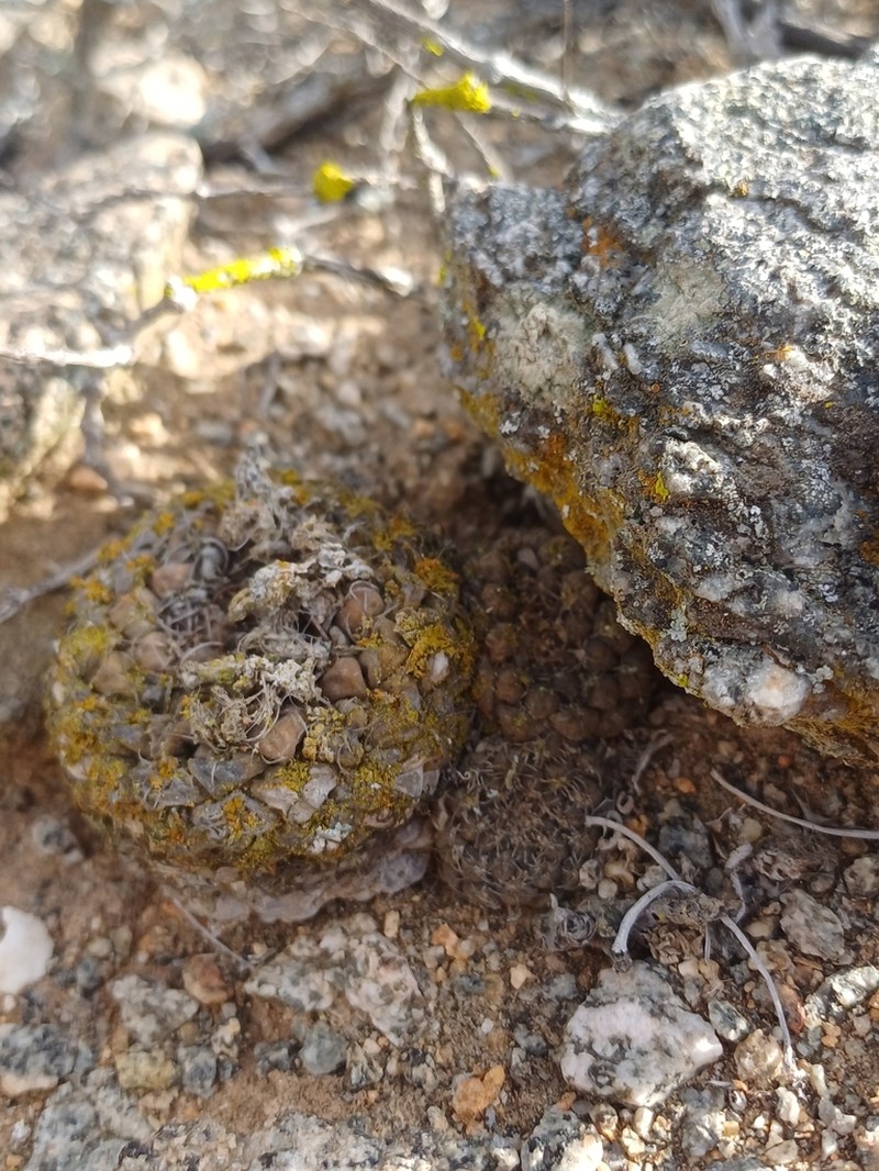 Eriosyce glabrescens photo 6