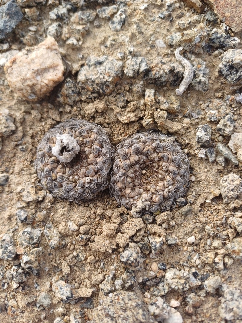 Eriosyce glabrescens photo 7