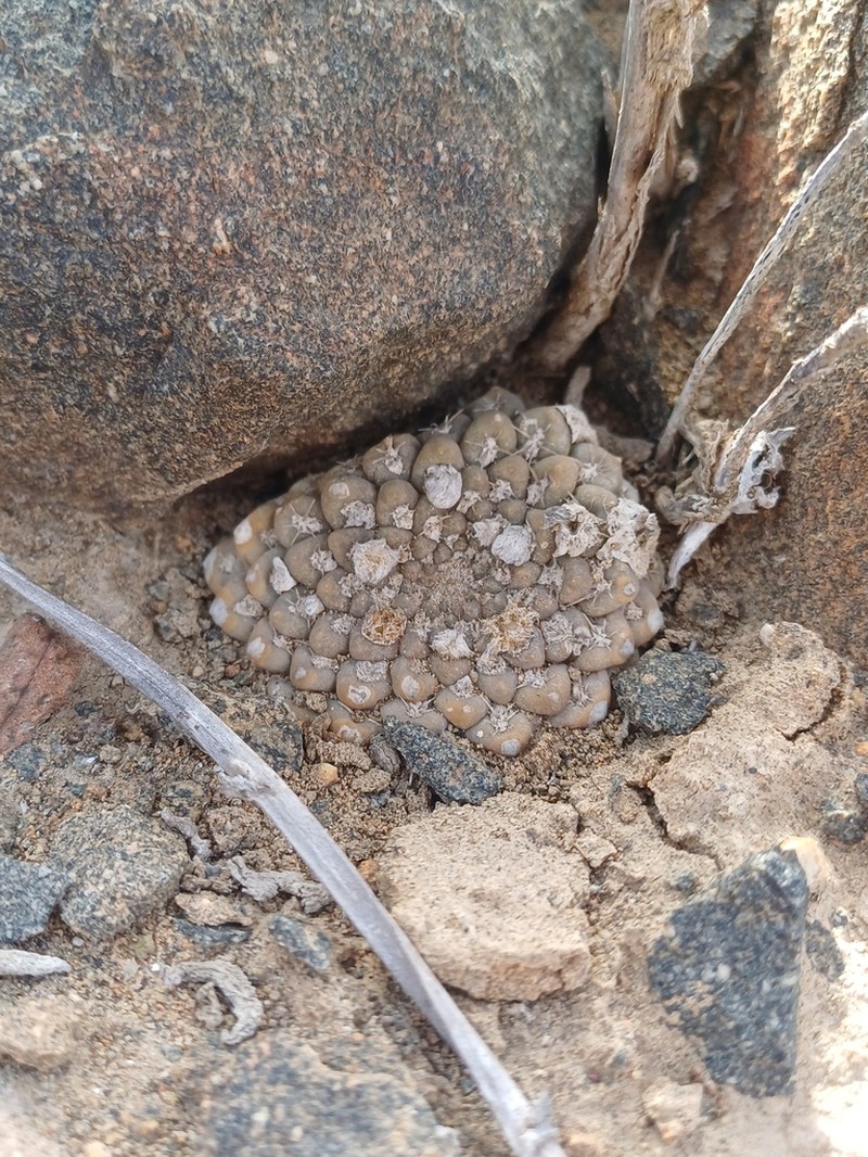 Eriosyce glabrescens photo 8