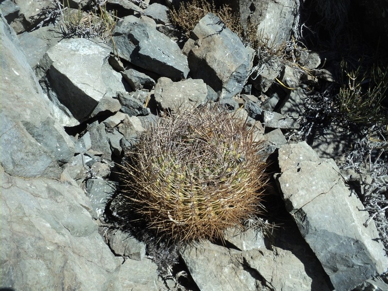 Eriosyce grandiflora