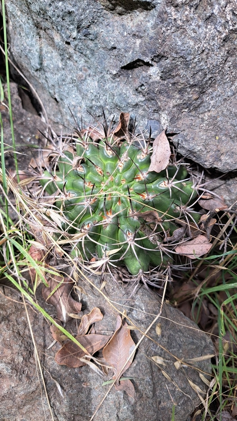 Eriosyce grandiflora photo 2