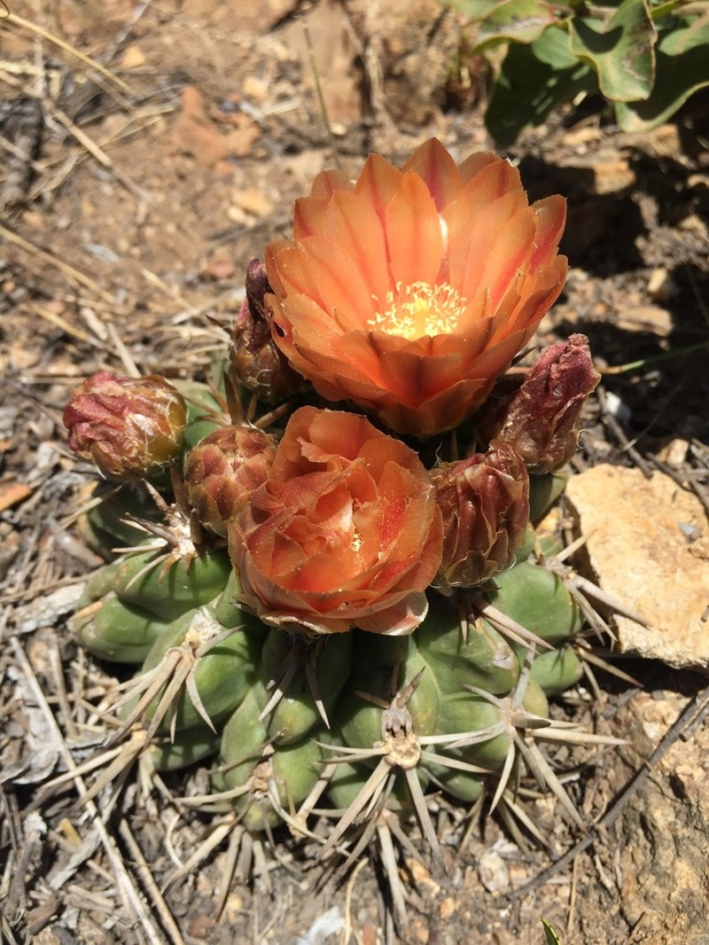 Eriosyce horrida