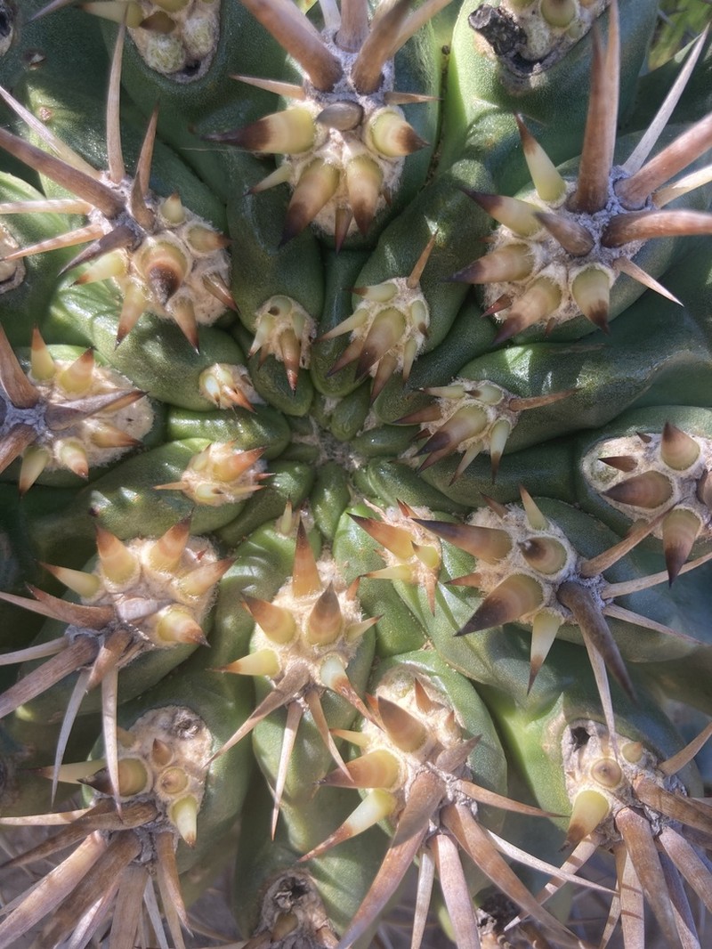 Eriosyce horrida photo 3