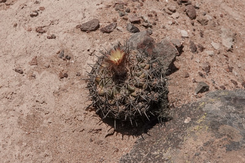 Eriosyce islayensis subsp. islayensis