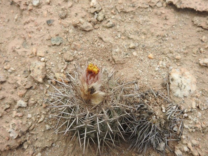 Eriosyce islayensis subsp. islayensis photo 2