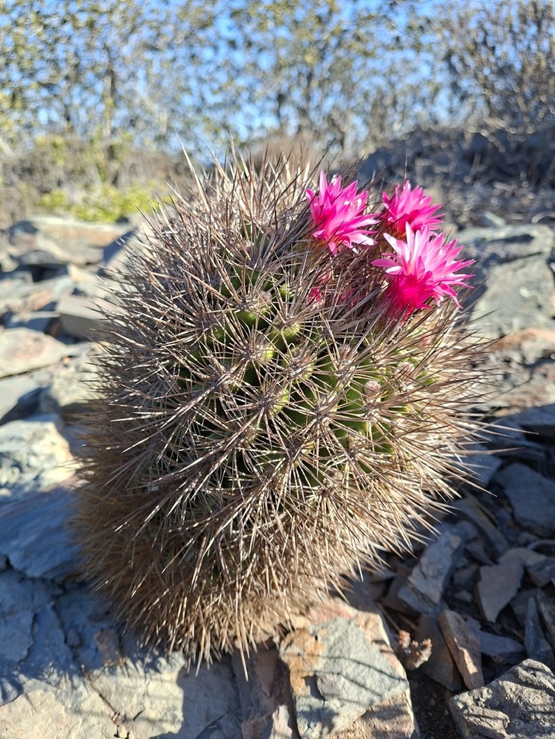 Eriosyce litoralis