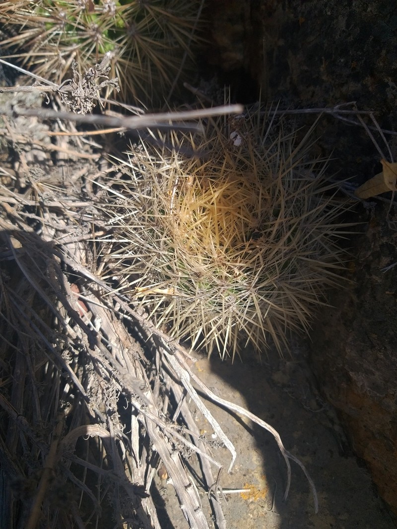 Eriosyce litoralis photo 2