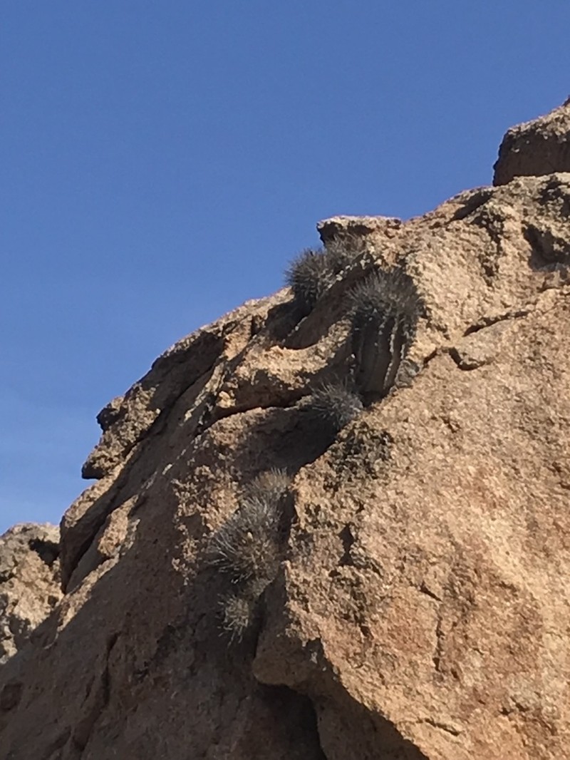 Eriosyce litoralis photo 3