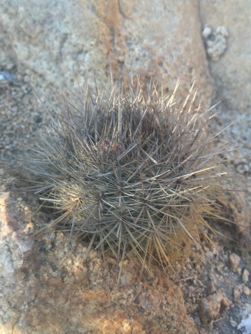 Eriosyce litoralis photo 4