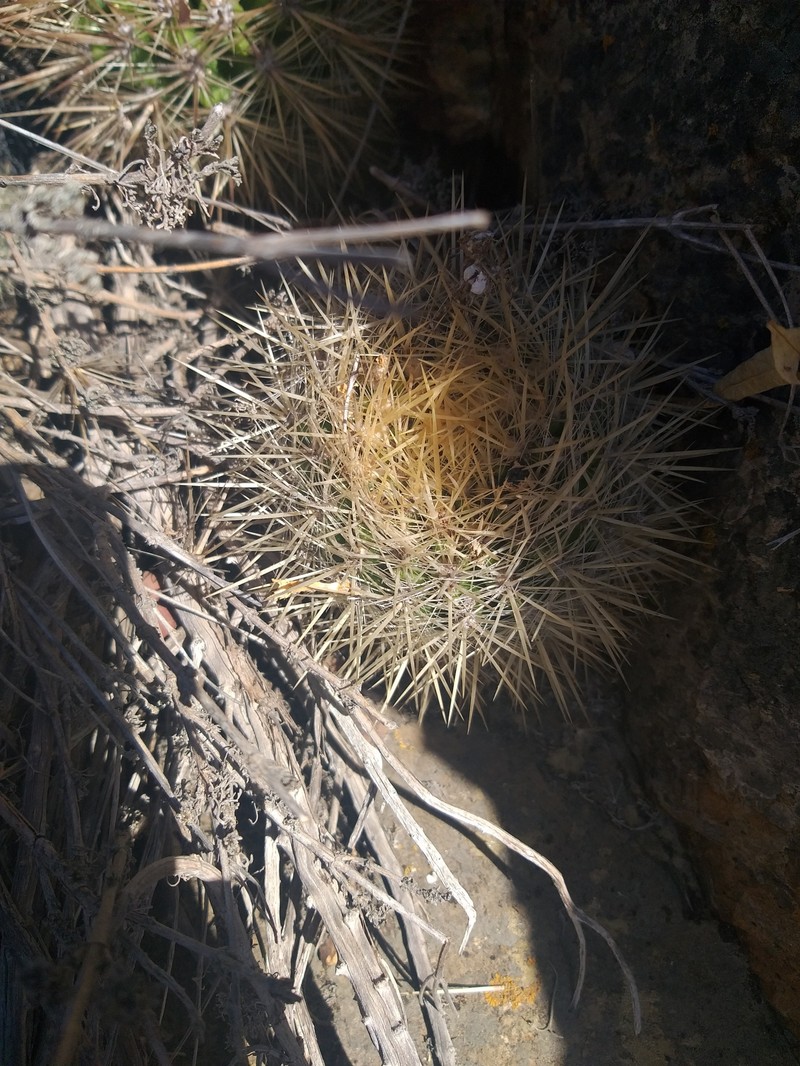 Eriosyce litoralis photo 7